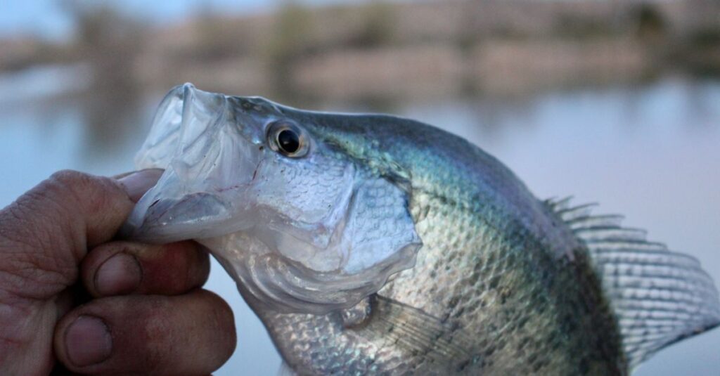 Guantes de Pesca Resistentes a Cortes, Nivel 5, Grado Alimentario