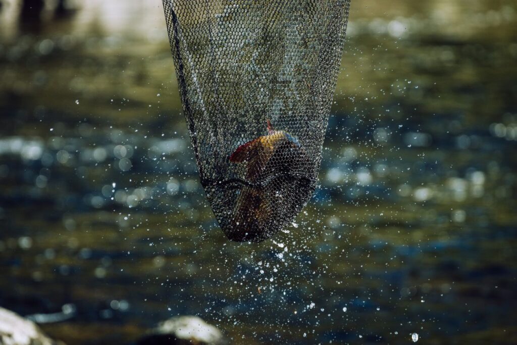 Pez capturado con salabre de pesca